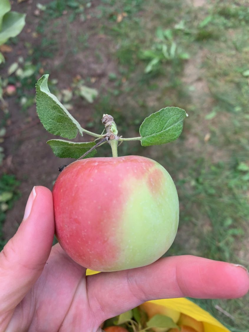 Apple Picking Season is here! Concord, MA