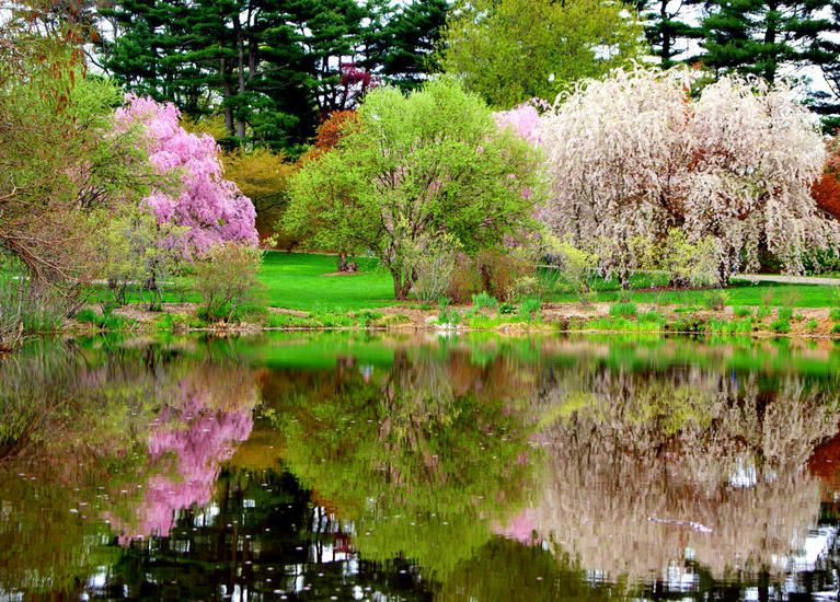 Arnold Arboretum, Jamaica Plain – Tour!